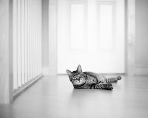 cat photography
