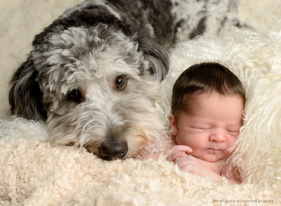 newborn portraits with dogs in minnesota