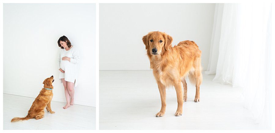 maternity photography with dog