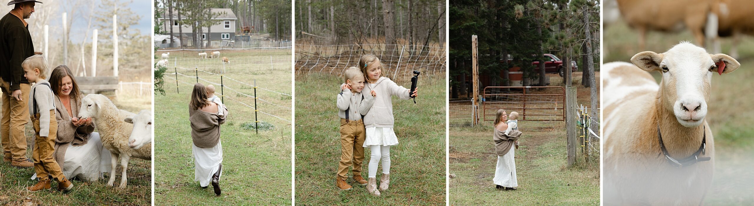 collage of family photos and pet sheep