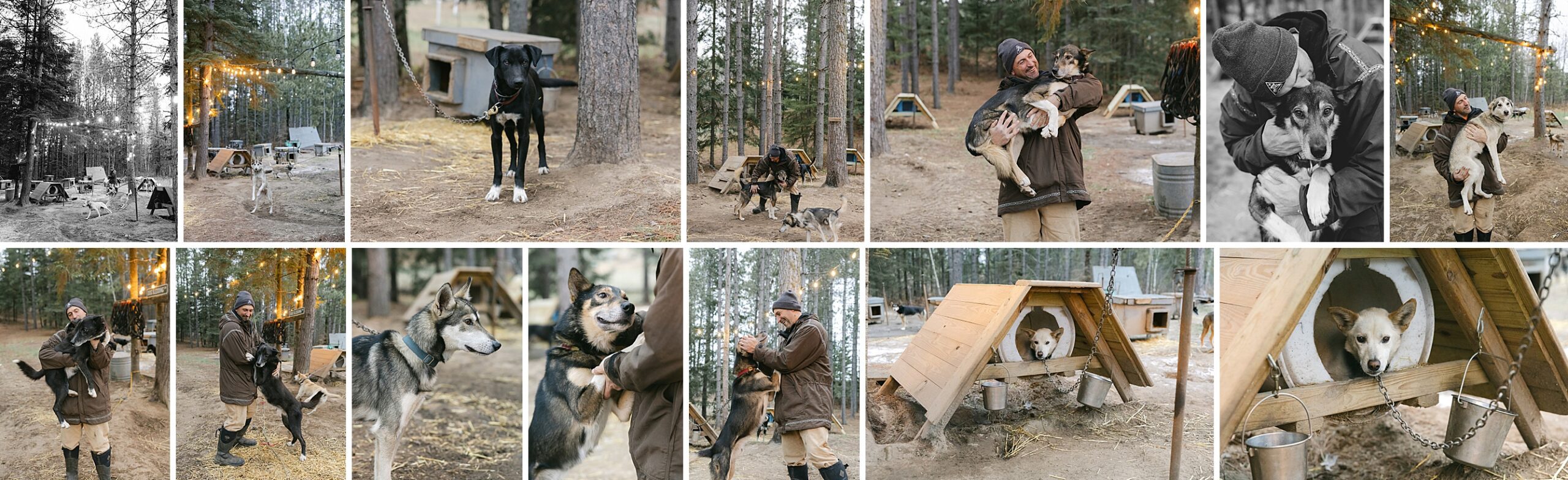 collage of sled dog photos